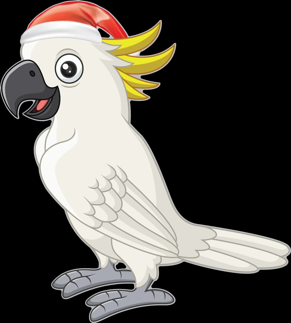 Cockatoo